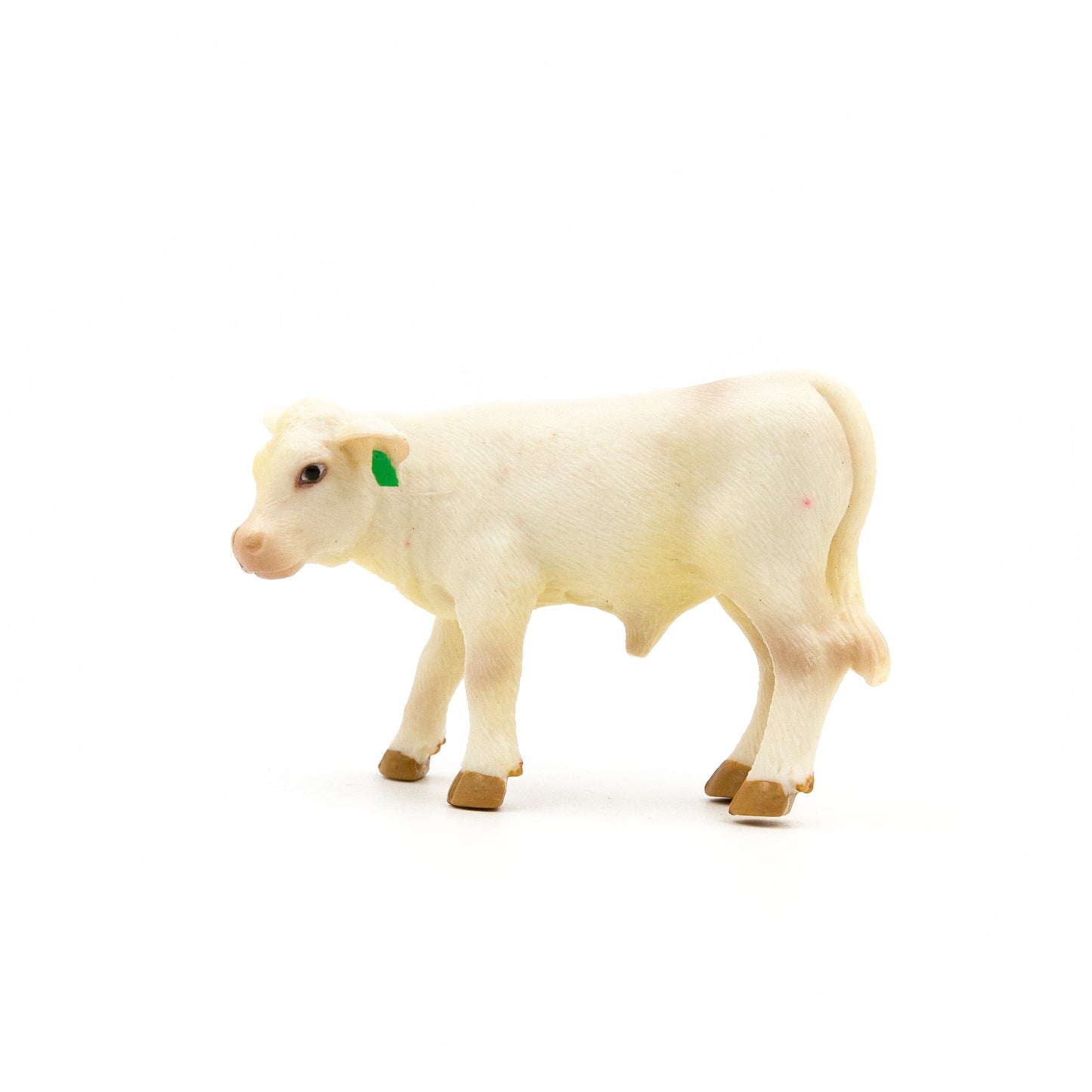 Charolais Calf- PRE ORDER
