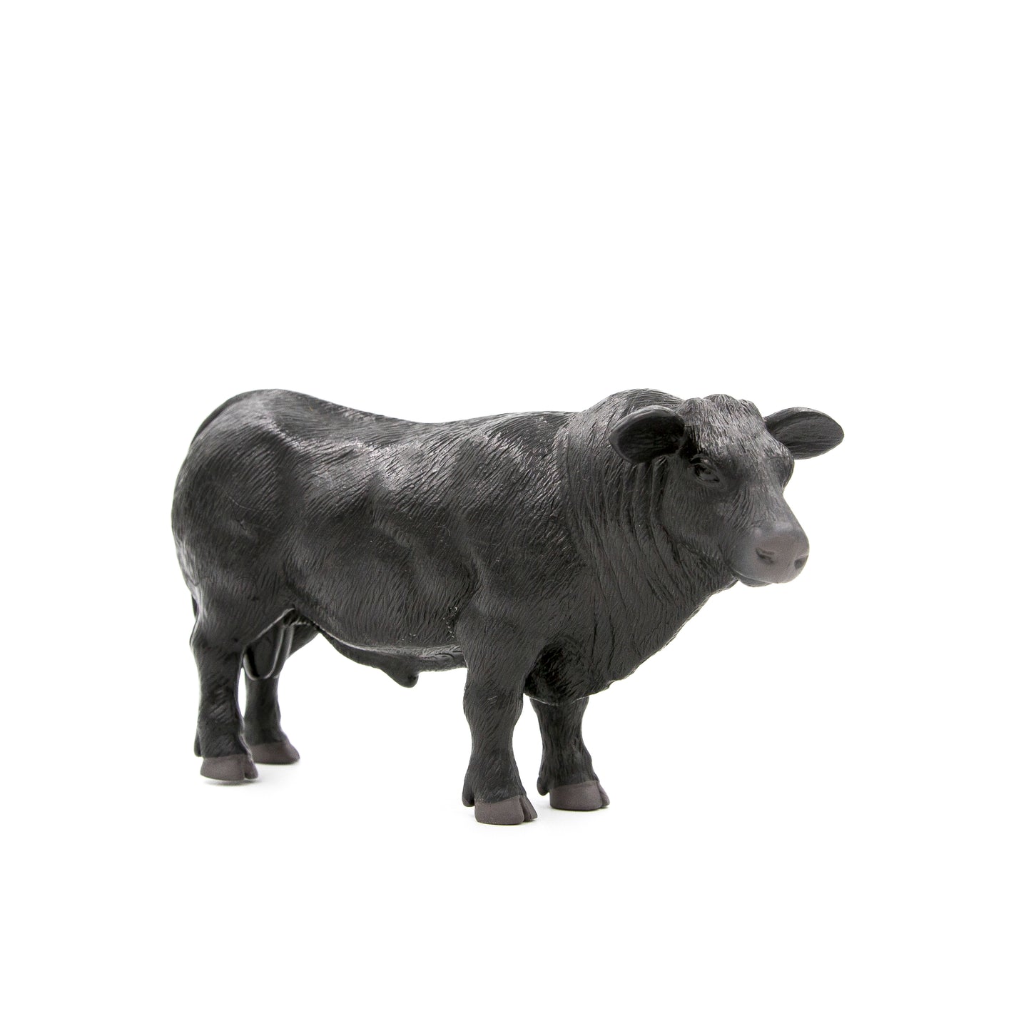 Angus Bull- PRE ORDER
