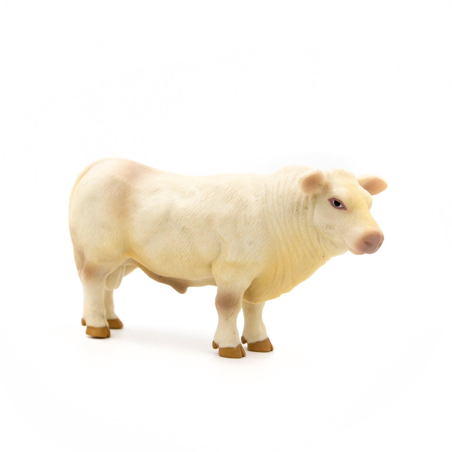 Charolais Bull- PRE ORDER
